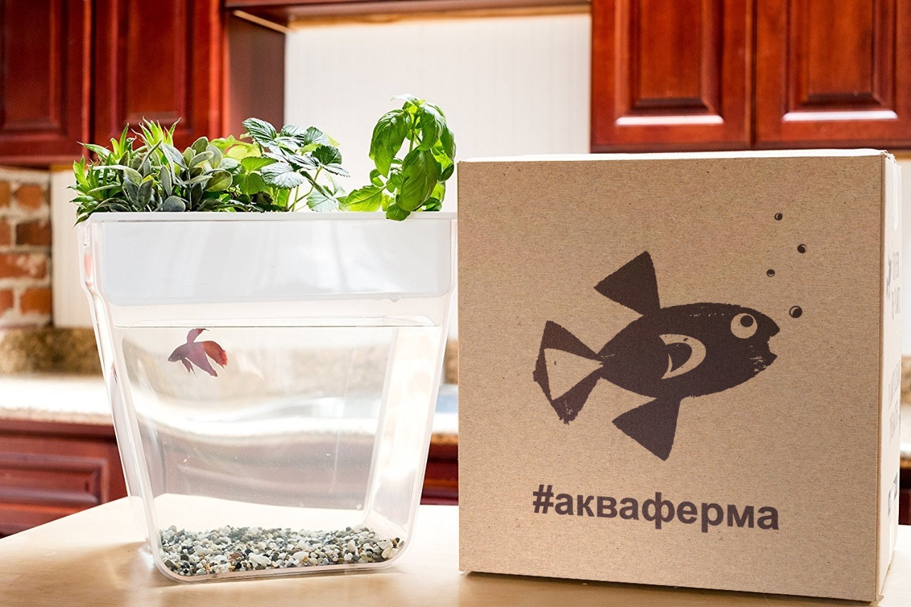Купить домашняя акваферма back to the roots aquafarm 2.0 в Москве. В нашем каталоге интернет-магазина icover.ru вы можете ознакомиться с ценами, подробным описанием, фотографиями и техническими характеристиками. Низкие цены. Высокое качество. Доставка по России. Заказать товары по телефону +7(495)229-39-50 Домашняя акваферма Back To The Roots AquaFarm 2.0 купить в интернет-магазине icover