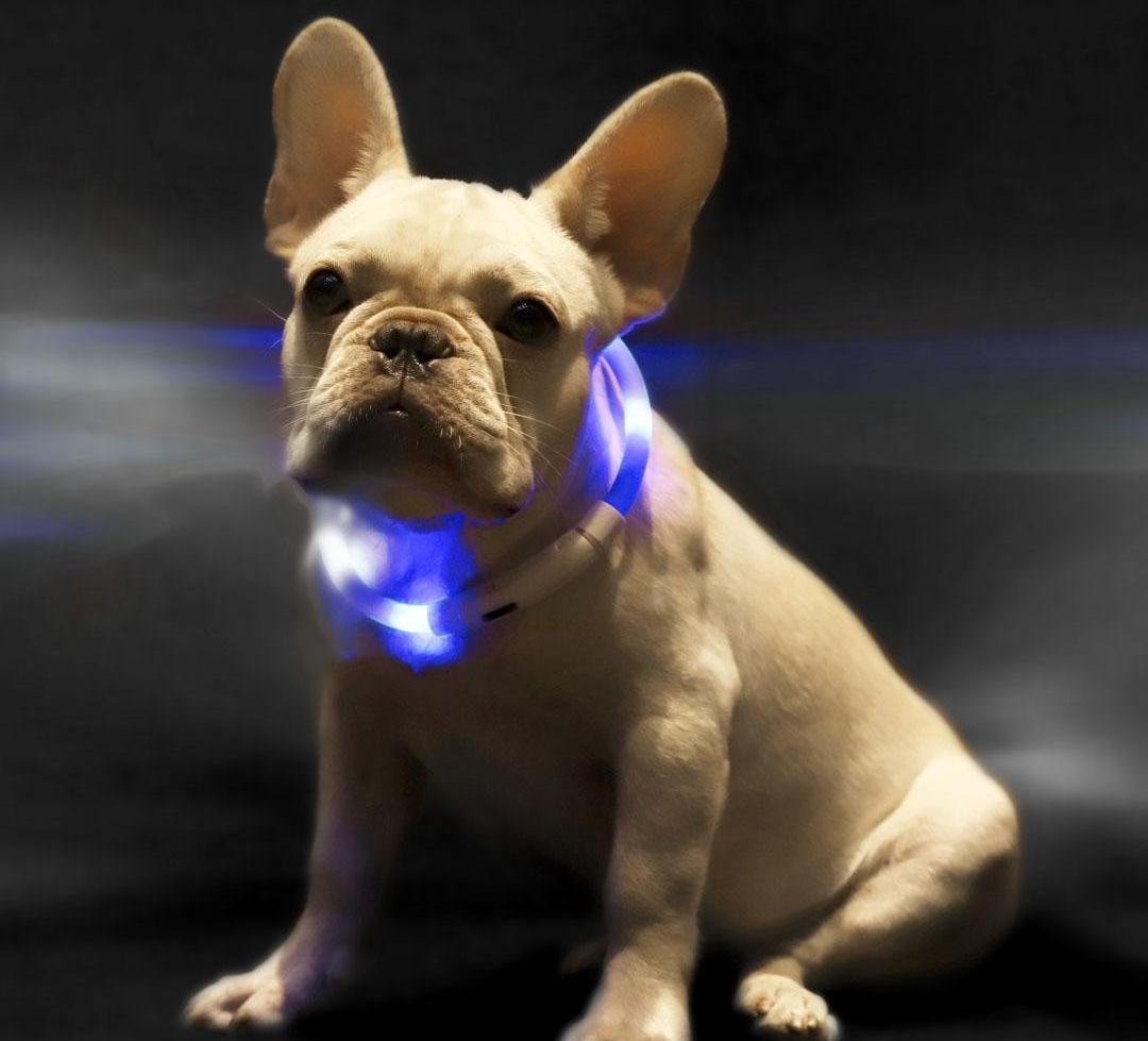 LED-ошейник Xiaomi Little Beast для собак (Blue) купить в интернет-магазине icover