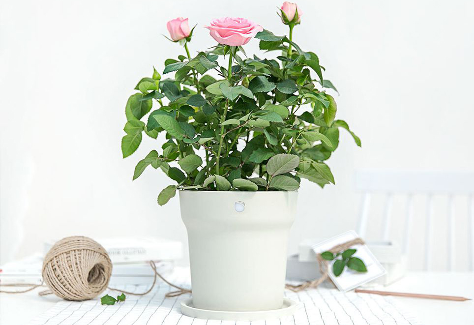 Умный цветочный горшок Xiaomi Pot Flower Smart (Light Grey) купить в интернет-магазине icover
