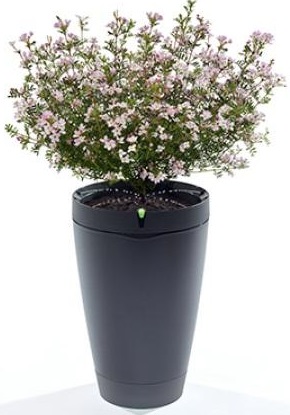 Датчик-горшок для растений Parrot Pot (Black) купить в интернет-магазине icover
