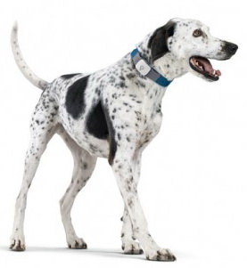 Snaptracs Tagg — The Pet Tracker - GPS-трекер для поиска животных купить в интернет-магазине icover