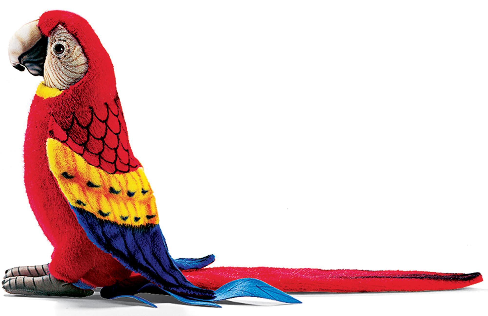 Игрушка Попугай Купить Спб