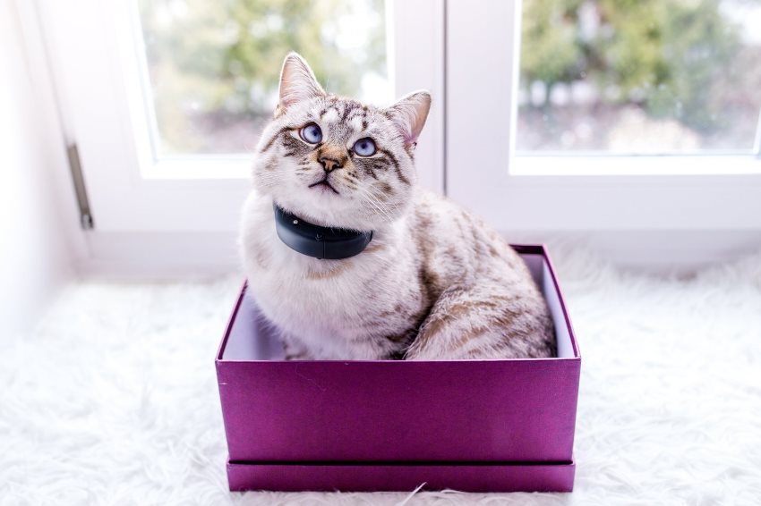 GPS-ошейник Tractive GPS Cat для кошек TRCAT1 (Black) купить в интернет-магазине icover