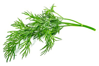 Комплект картриджей Click & Grow Укроп 3 Pack купить в интернет-магазине icover