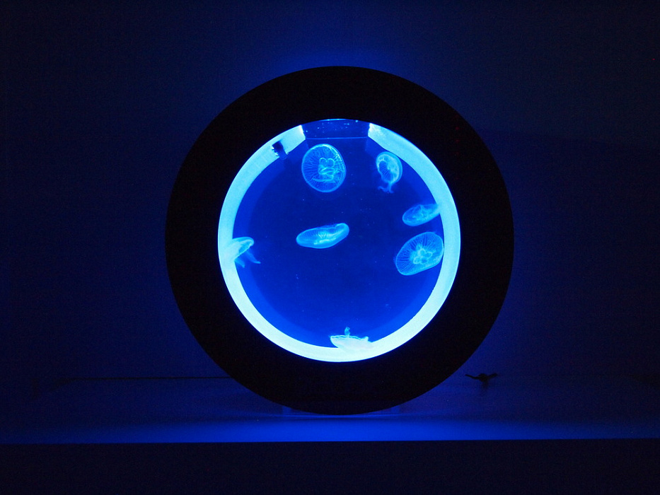 Аквариум для медуз Cubic Aquarium Systems Orbit 20 (Black) купить в интернет-магазине icover