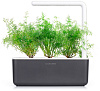 Комплект картриджей Click & Grow Укроп 3 Pack купить в интернет-магазине icover