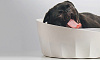 Лежак для животных Xiaomi Jordan&Judy Round Pet Nest (White) купить в интернет-магазине icover