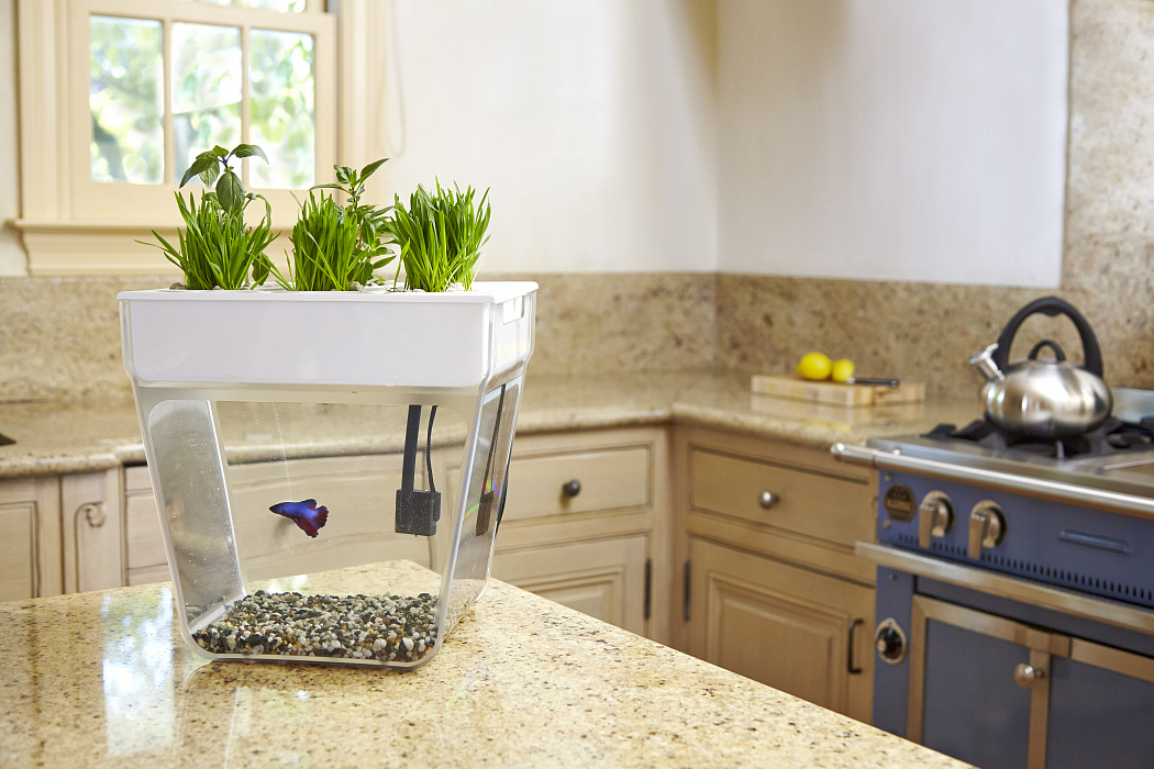 Домашняя акваферма Back To The Roots AquaFarm 2.0 купить в интернет-магазине icover
