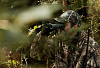 Swarovski Optik EL 8x32 (78054)  - бинокль купить в интернет-магазине icover