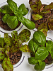 Домашняя акваферма Back To The Roots AquaFarm 2.0 купить в интернет-магазине icover