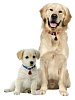 Sititek TickLess Pet (56073) - отпугиватель клещей для домашних животных купить в интернет-магазине icover