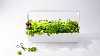 Умный сад Tregren T12 Kitchen Garden (White) купить в интернет-магазине icover
