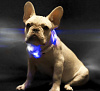LED-ошейник Xiaomi Little Beast для собак (Blue) купить в интернет-магазине icover