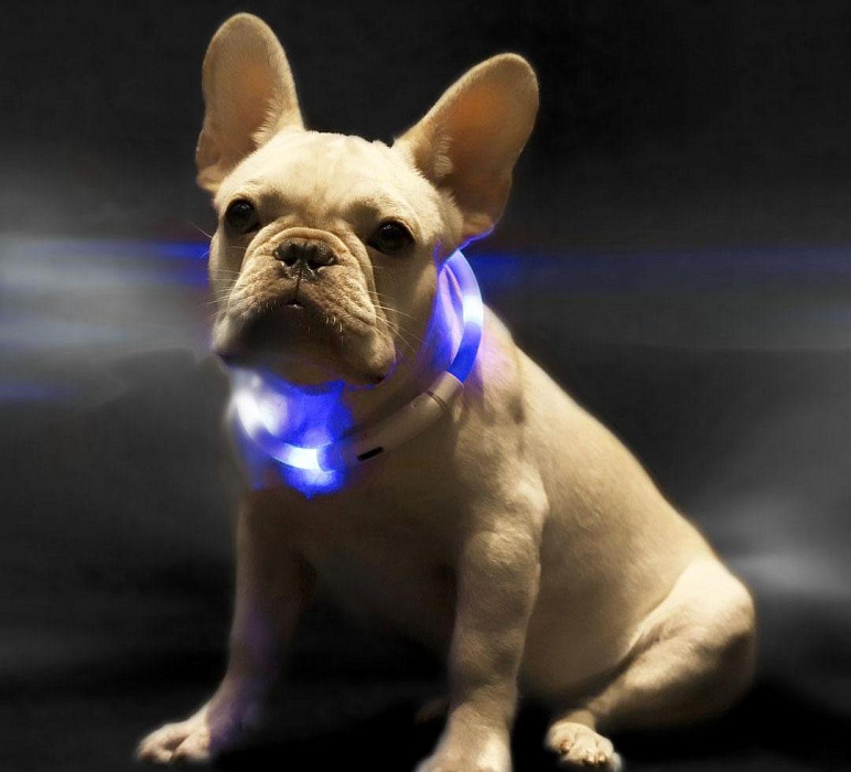 LED-ошейник Xiaomi Little Beast для собак (Blue) купить в интернет-магазине icover