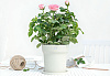 Умный цветочный горшок Xiaomi Pot Flower Smart (Light Grey) купить в интернет-магазине icover