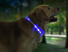 LED-ошейник Xiaomi Little Beast для собак (Blue) купить в интернет-магазине icover