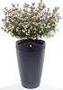 Датчик-горшок для растений Parrot Pot (Black) купить в интернет-магазине icover