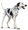 Snaptracs Tagg — The Pet Tracker - GPS-трекер для поиска животных купить в интернет-магазине icover