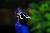 Объектив Sigma AF 18-300mm F3.5-6.3 DC MACRO OS HSM/C Canon (886954) купить в интернет-магазине icover