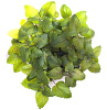 Картридж Click & Grow Мелисса 3 шт купить в интернет-магазине icover