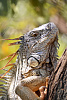 Объектив Sigma AF 18-300mm F3.5-6.3 DC MACRO OS HSM/C Canon (886954) купить в интернет-магазине icover