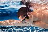 Finis Neptune Underwater MP3 Player - плеер с наушниками купить в интернет-магазине icover