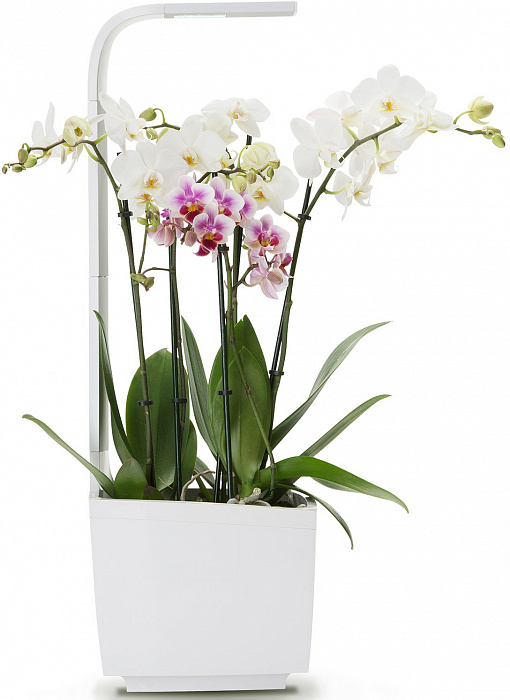 Умный сад Tregren T3 Kitchen Garden (White) купить в интернет-магазине icover