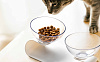 Миска для корма Jordan & Judy Pet Feeding Double-Bowl (PE001) купить в интернет-магазине icover