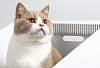 Лоток для кошек Petkit Pura Cat (White) купить в интернет-магазине icover