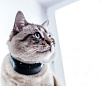 GPS-ошейник Tractive GPS Cat для кошек TRCAT1 (Black) купить в интернет-магазине icover