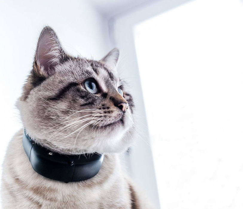 GPS-ошейник Tractive GPS Cat для кошек TRCAT1 (Black) купить в интернет-магазине icover