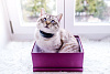 GPS-ошейник Tractive GPS Cat для кошек TRCAT1 (Black) купить в интернет-магазине icover