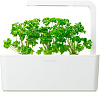 Комплект картриджей Click & Grow Петрушка 3 Pack купить в интернет-магазине icover
