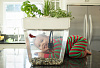 Домашняя акваферма Back To The Roots AquaFarm 2.0 купить в интернет-магазине icover