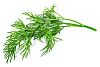 Комплект картриджей Click & Grow Укроп 3 Pack купить в интернет-магазине icover