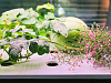 Домашняя ферма VegeBox H-BOX Level 3 (White) купить в интернет-магазине icover