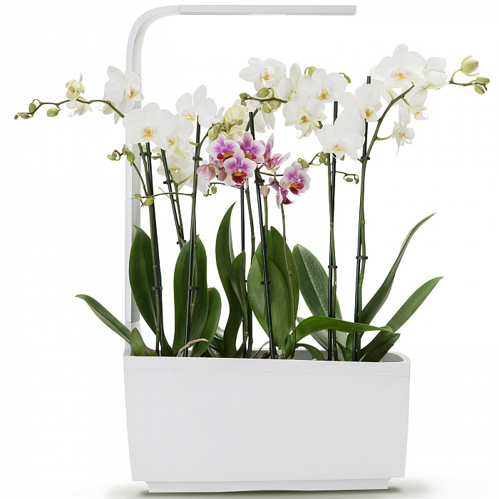 Умный сад Tregren T6 Kitchen Garden (White) купить в интернет-магазине icover