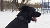 GPS-трекер для собак Mishiko М102 1 месяц (Black) купить в интернет-магазине icover