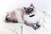 GPS-ошейник Tractive GPS Cat для кошек TRCAT1 (Black) купить в интернет-магазине icover