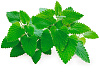 Комплект картриджей Click & Grow Кошачья мята 3 Pack купить в интернет-магазине icover