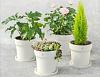 Умный цветочный горшок Xiaomi Pot Flower Smart (Light Grey) купить в интернет-магазине icover