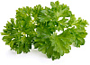 Комплект картриджей Click & Grow Петрушка 3 Pack купить в интернет-магазине icover